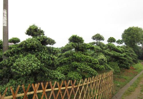 学校宜栽什么树好,学校宜栽什么树好