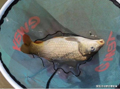 鲤鱼跃过龙门后 那扇门背后的阴影
