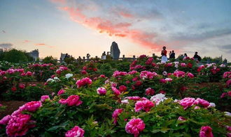 洛阳国际牡丹园：重头戏来了！