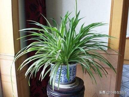 吊兰与风水学,吊兰与风水学