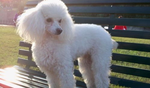 贵宾犬的性格究竟是怎样的呢？