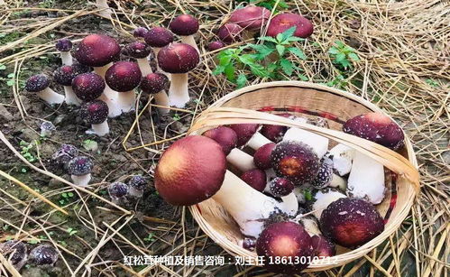 穿越时空：从童年记忆到历史底蕴