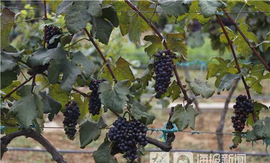 (2) 烟台葡萄酒庄园 “醉”之旅