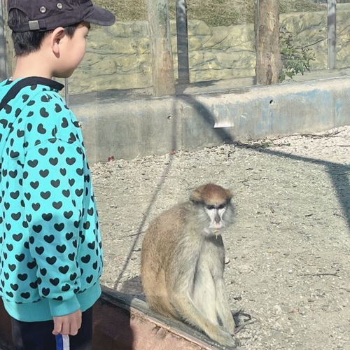 东莞动物园奇遇记：一场让人又爱又恨的奇幻之旅