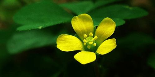 生肖运势纯属扯淡