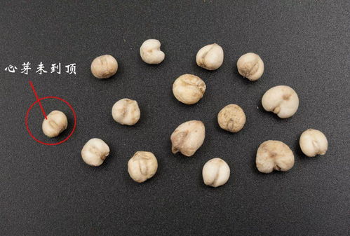 天蓝牛黄究竟是什么生肖？