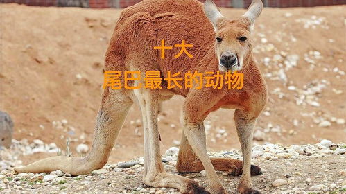 龙生肖的动物尾巴特长吗？