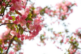 春暖花开，去沂蒙山撒个野吧！