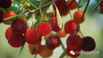 增城的神秘杨梅庄园