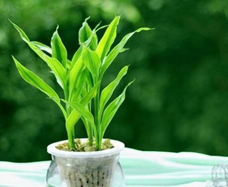 富贵竹：数量不对会招灾