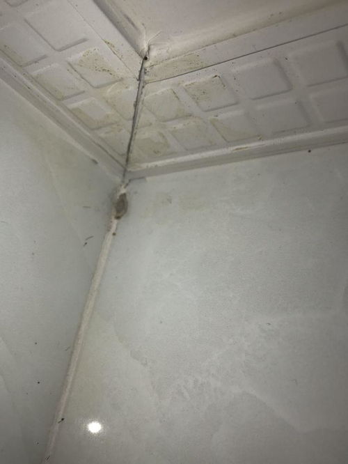 家里水池总是有虫子,水池里面老是有虫怎么办