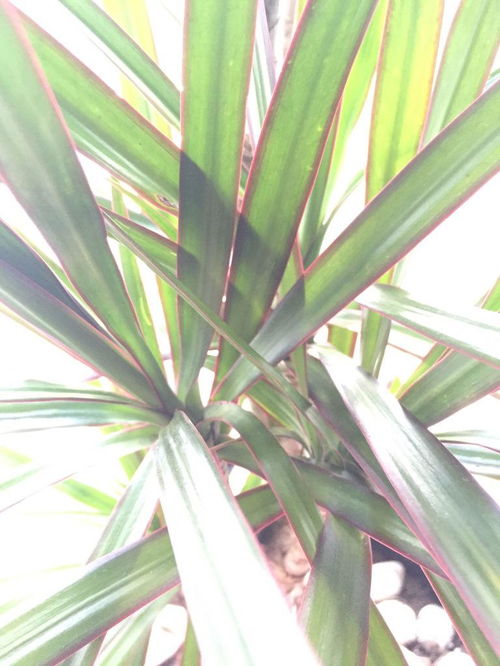 剑麻对家里风水的影响,剑麻对家里风水的影响