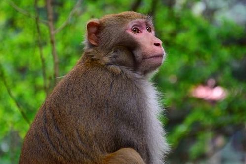 2026年属猴的人会遭遇什么不幸，他们那一年出生的人现在多大？