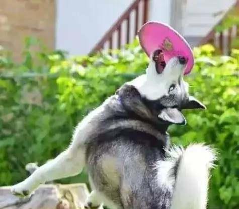 窗外那抹摇曳的红