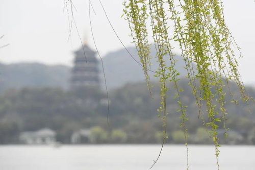 早春二月：花儿还害羞