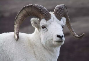 2003年出生属羊女性在2026年的运势和全年运程具体如何？