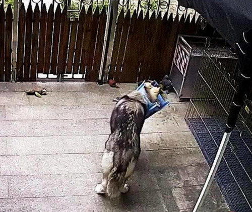 狼嚎呼啸