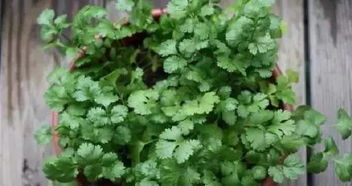 楼房种香菜,家里种香菜的方法和步骤