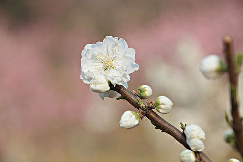 属龙：5月15日后桃花别瞎冲！这3类才是真缘，其余dou是过客？