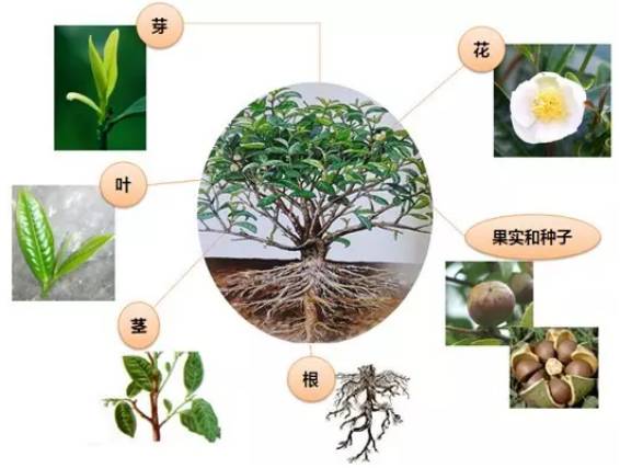 一、 毛捻子果之春光之美：绿得让人心慌