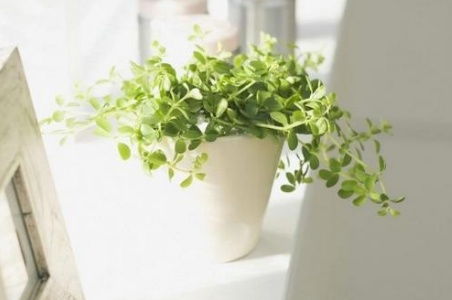 叶片形状：圆润与尖锐的选择