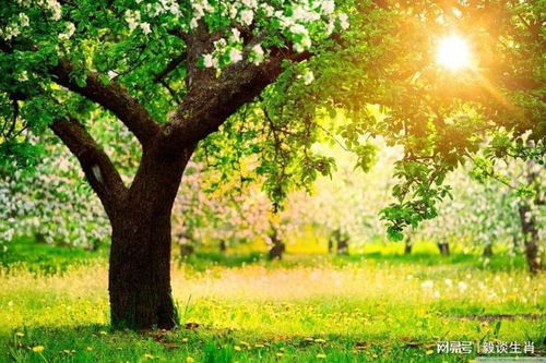 3. 枣树 - 催婚神器？