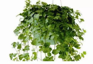 适合客厅养的大型植物有哪些,适合客厅的植物风水有哪些