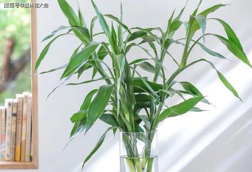 家里养竹子需要注意哪些风水讲究？