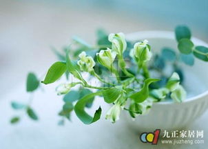 属虎的、属兔的，木命人，别跟植物“打架”！