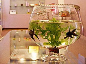 公司鱼缸的摆放有什么讲究,公司鱼缸风水书籍大全