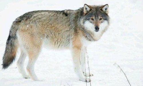 狮子座：披着狮皮的毒蛇