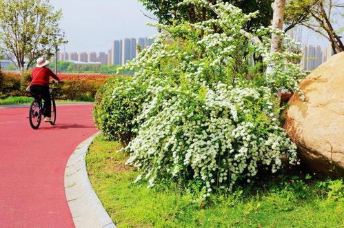 商丘日月湖绣线菊海，新晋打卡胜地，爆款旅游新宠