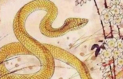 属蛇的人居住在哪个楼层最为吉利？楼层选择有何讲究？