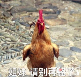 鸡笼是什么意思啊,鸡笼是什么意思啊