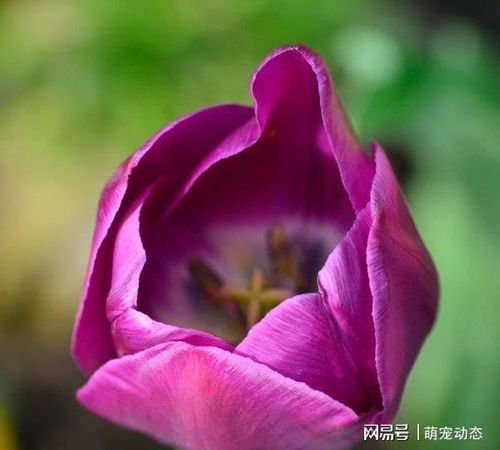 误会消散，生肖重逢，感情升温？甜蜜轨道，桃花盛开，你准备好了吗？