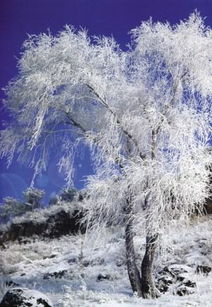 序章：雪与狂热的混沌交响