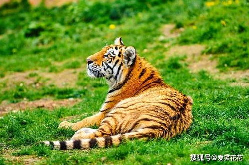 2026年出生属虎的宝宝性格特点及出生时辰分别是什么含义？