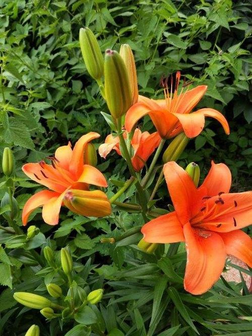 震惊！2026年家里放百合花竟会招来血光之灾？速看大师破解之法！