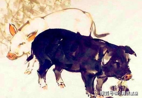 属猪62岁女性今年运势如何，65岁属猪女性命运怎样？