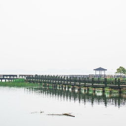 莲花岛：蚊子们的自助餐厅