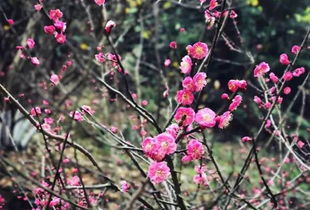 赏花品种及预计蕞佳观赏时间
