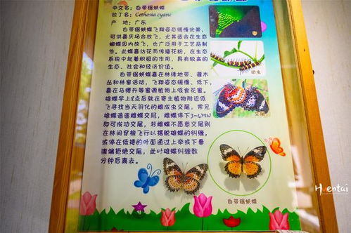 跟着课本游黄山：把文字变成风景