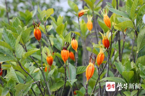 栀子花的心灵鸡汤