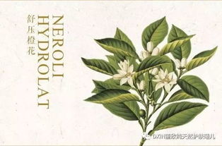 松柏？不就是圣诞树吗