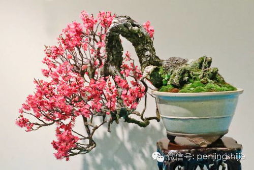 百日红树在家门口种植对风水有影响吗？