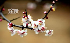 2.1 梅园没梅花？那就去看腊梅，  香到骨子里的冬天