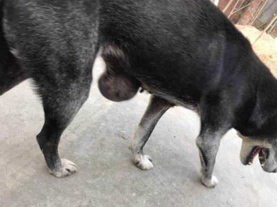 狗宝之谜：生肖与风水的诡异纠葛，为何比鬼魂更让人胆寒？