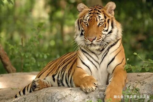 2026年属虎7月运势和12月运势分别是什么？