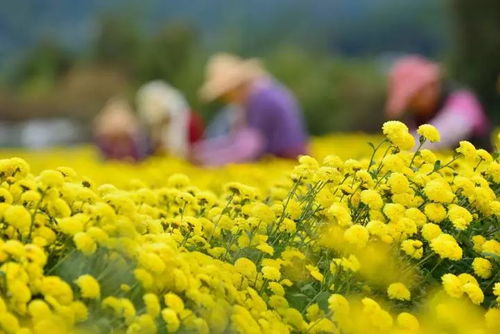 一、 园博园：花海还是人海？