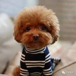 2. 较小说IP命名法